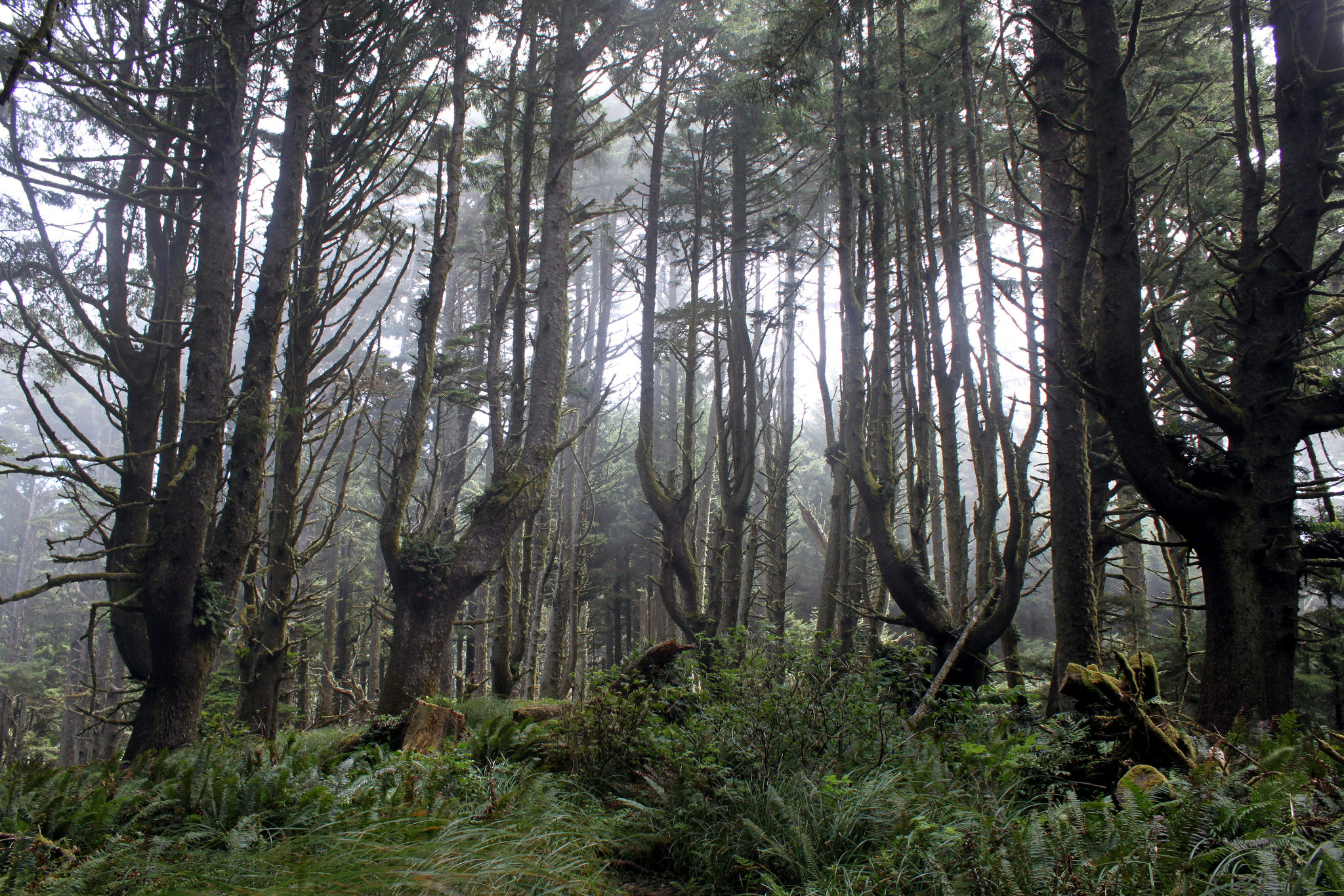 hobbit trail oregon
