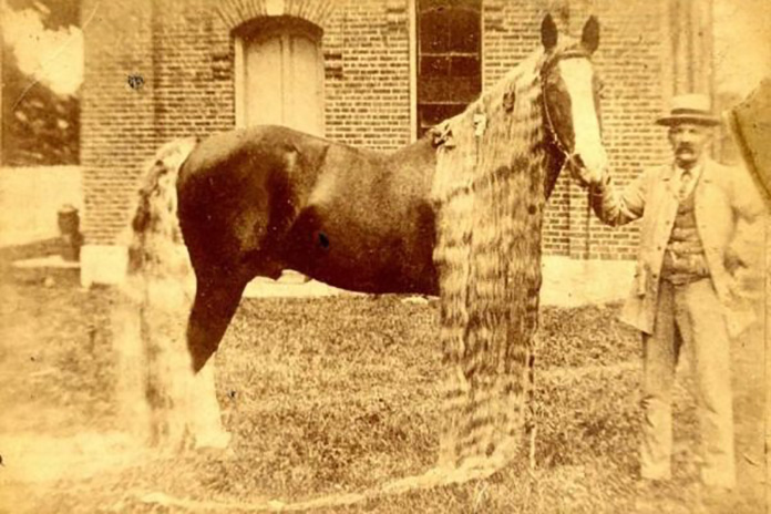 These Rare Oregon Horses Only Existed in the Late 19th Century