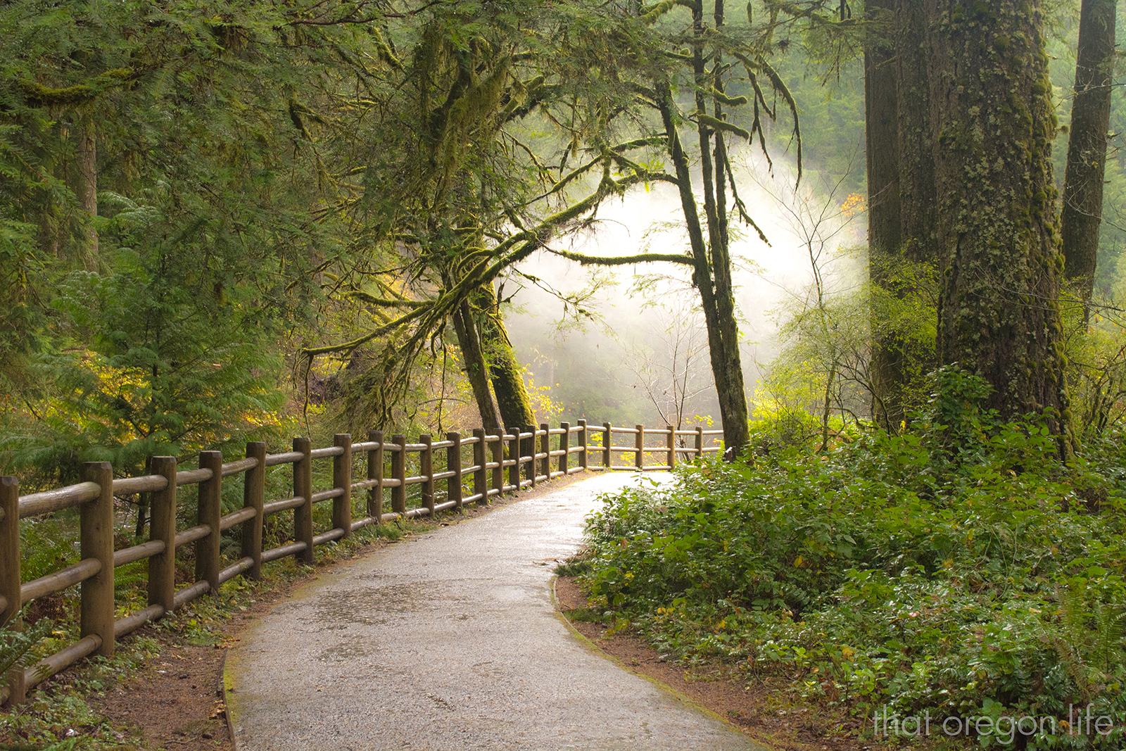Experience a Beautiful New Trailhead at Silver Falls State Park