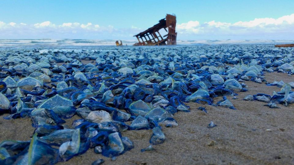 Strange blue jellyfish-like creatures wash ashore the Oregon coast