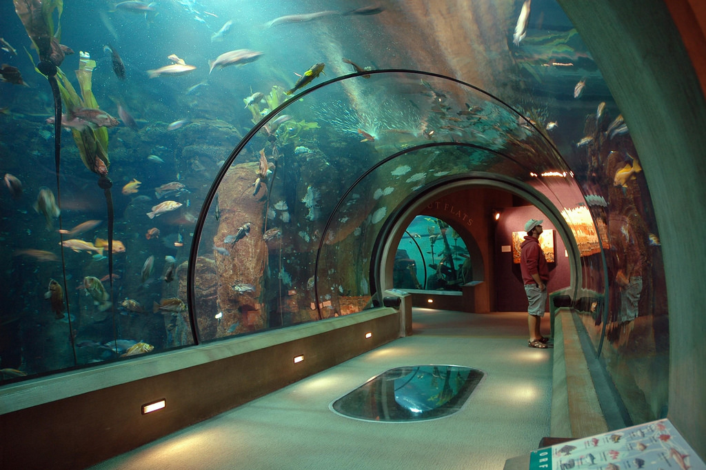 Oregon Coast Aquarium Recognized by Newsweek Among Best in the U.S.
