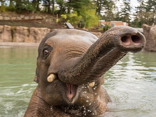 Oregon Zoo