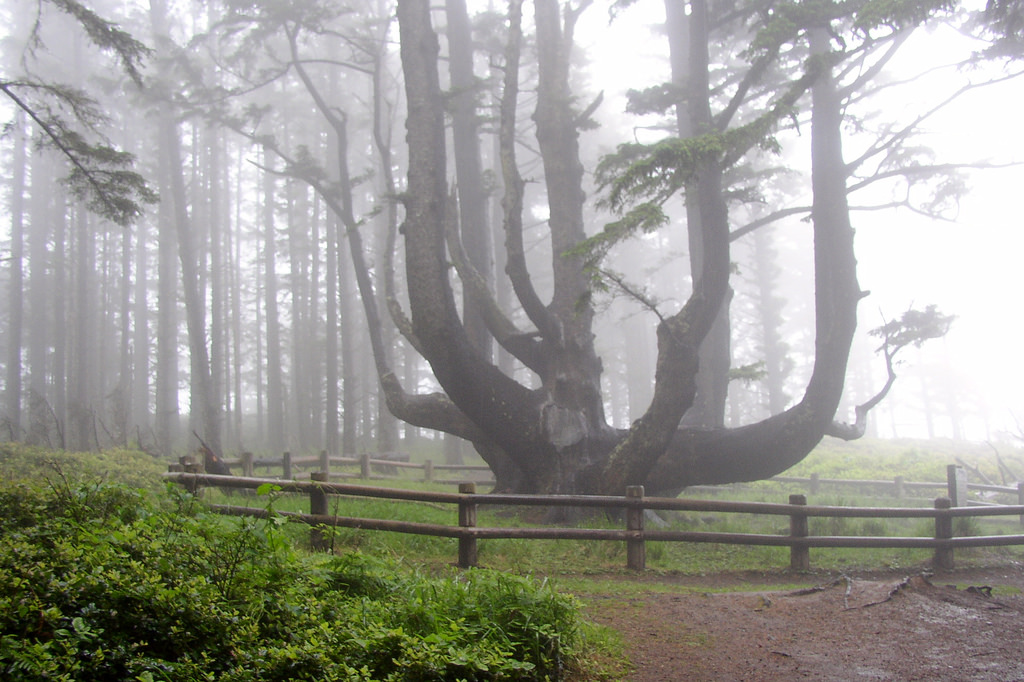 Oregon’s Octopus Tree is a Modern Wonder of the World