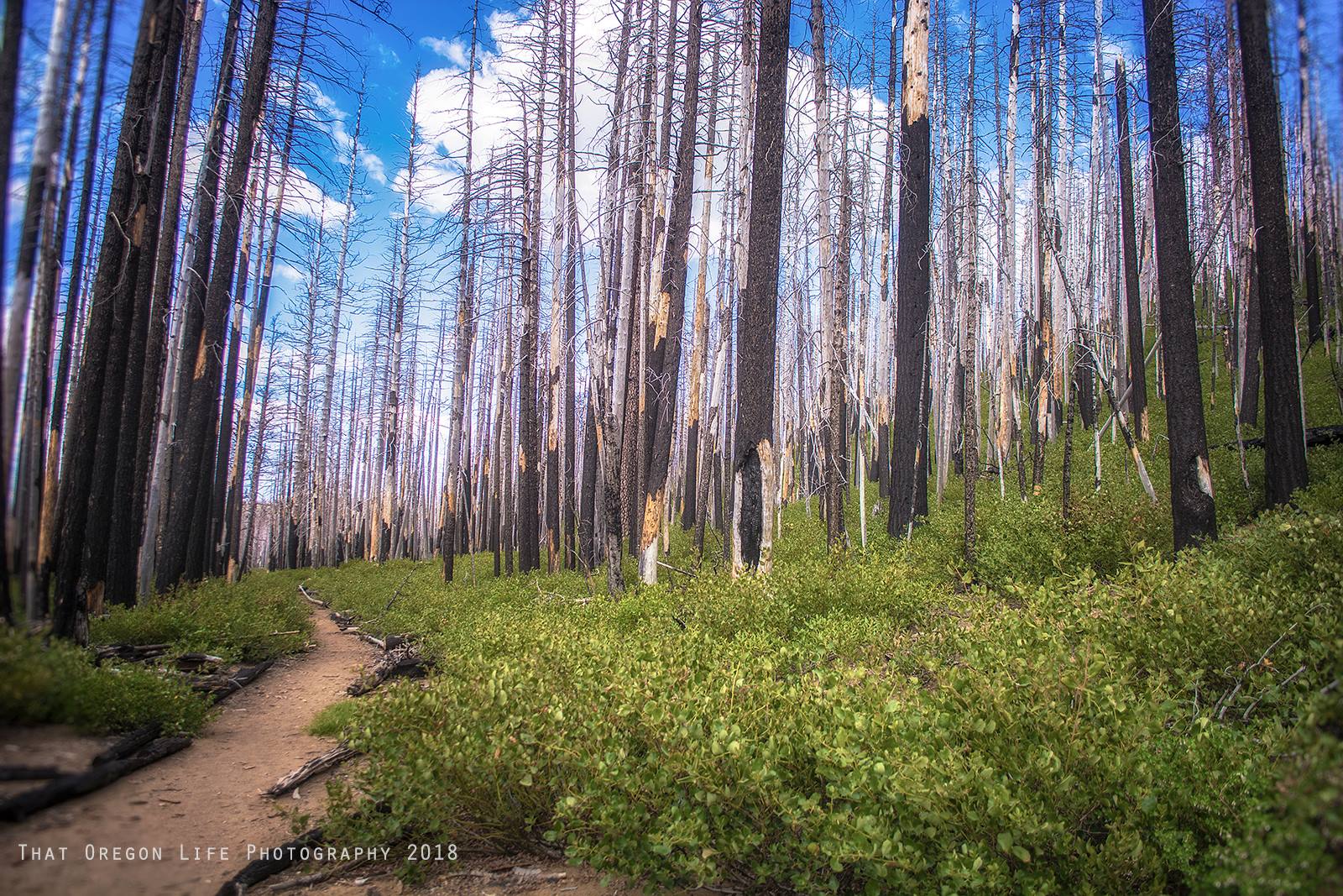 An eerie burnt forest along the trail to Chush Falls.