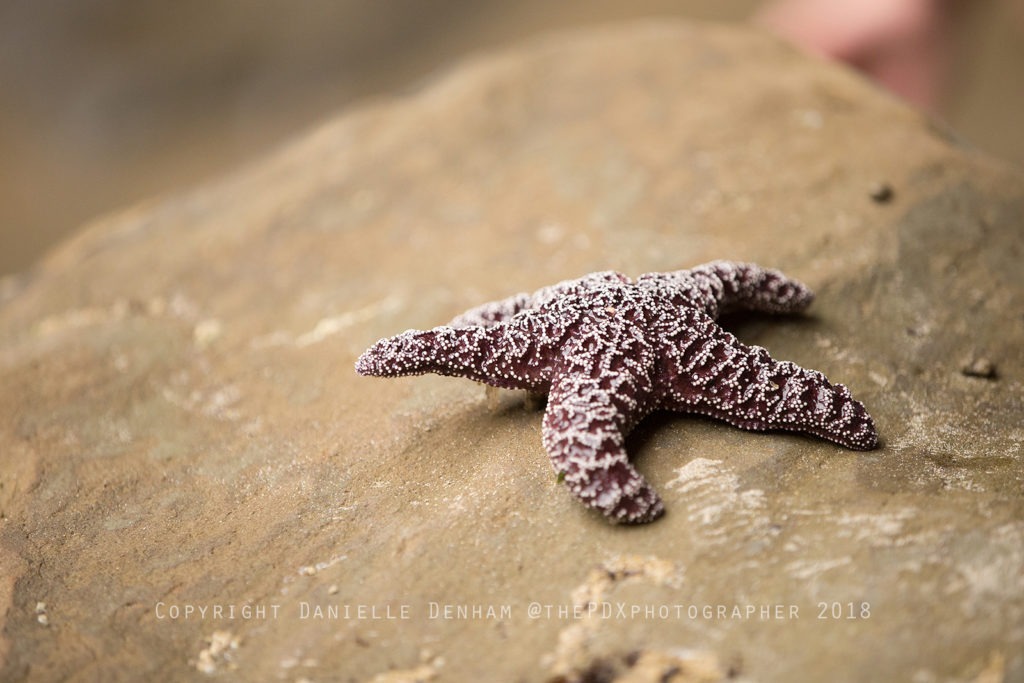 starfish oregon coast