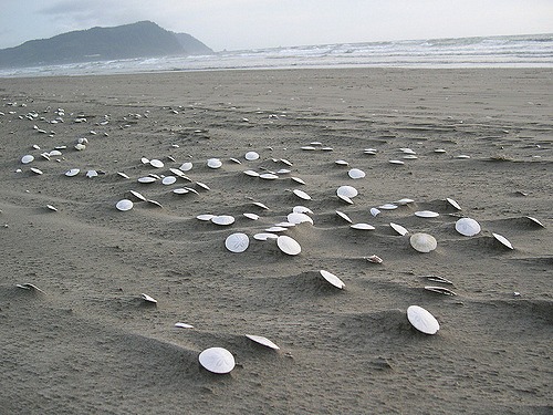 There’s a Gorgeous Sand Dollar Beach in Oregon And You Must Go