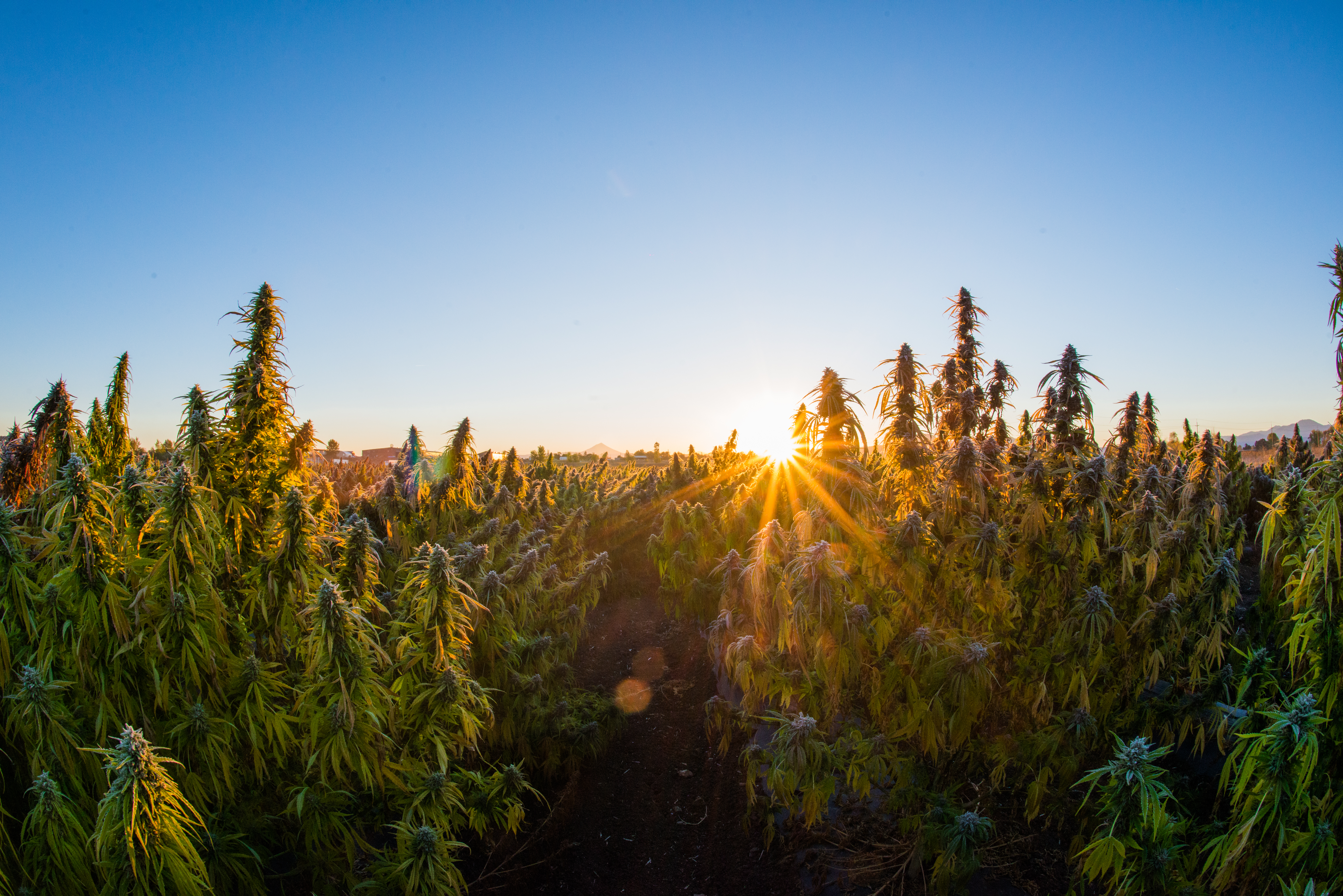 Some Of The Highest Quality Hemp On Earth Is Being Grown In Southern Oregon By Hemptown USA