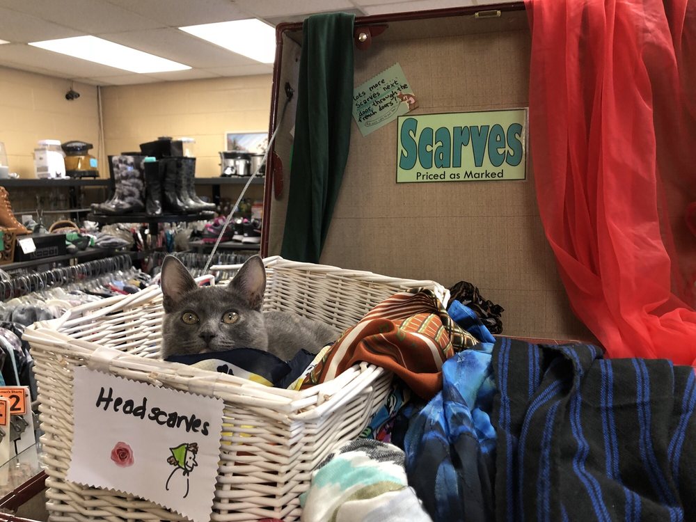 This Adorable Thrift Shop in Oregon is a Kitty Rescue Too