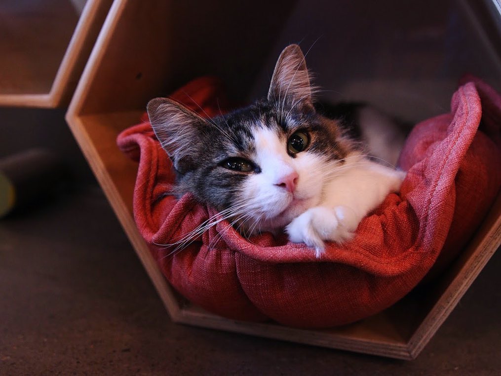 Cuddle With Kitties at Purrington’s Cat Lounge in Portland