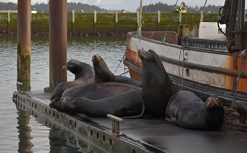 Newport raises funds to rebuild its sea lion docks, destroyed by winter storms