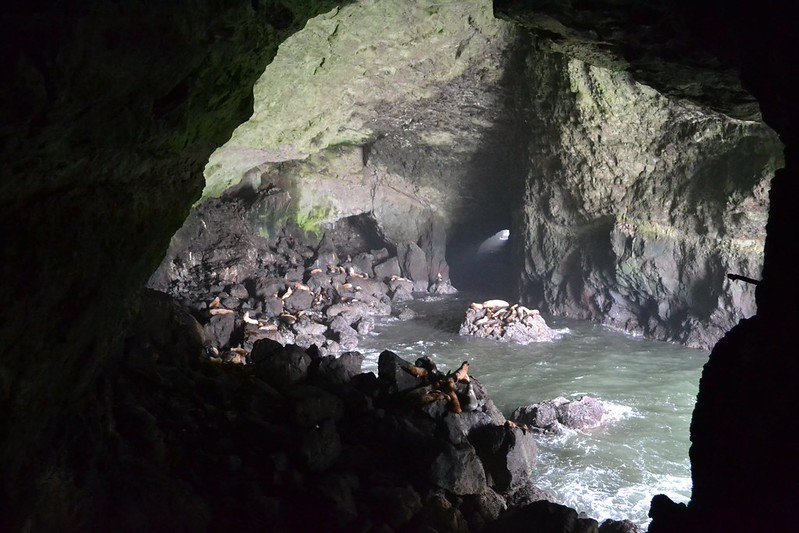 Sea Lion Caves In Oregon
