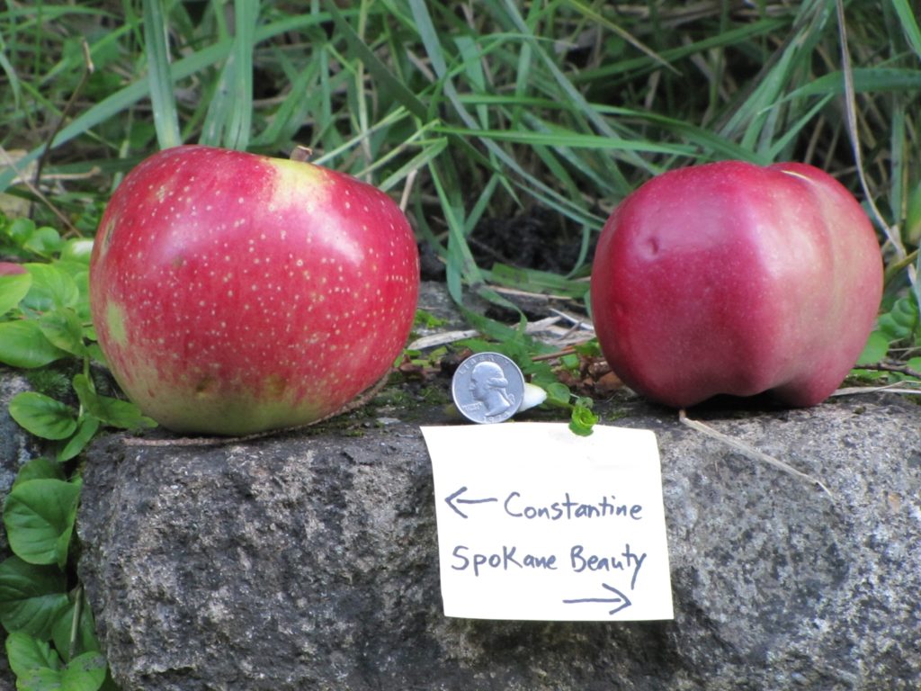 Lost Apple Varieties USA