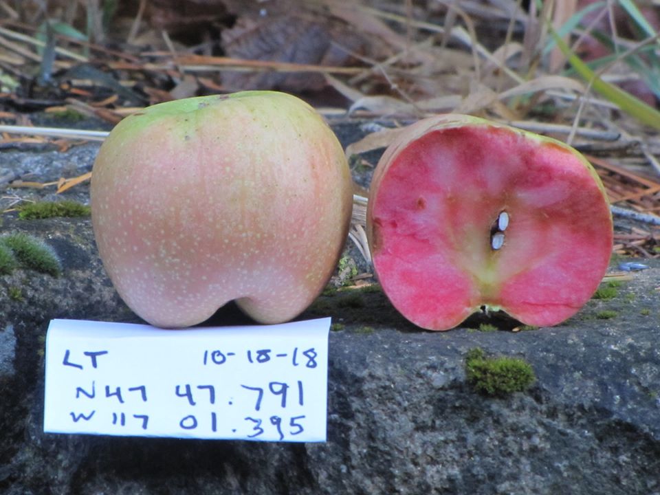 This Oregon Conservancy Is Helping Identify Rare Apple Varieties Lost To Time