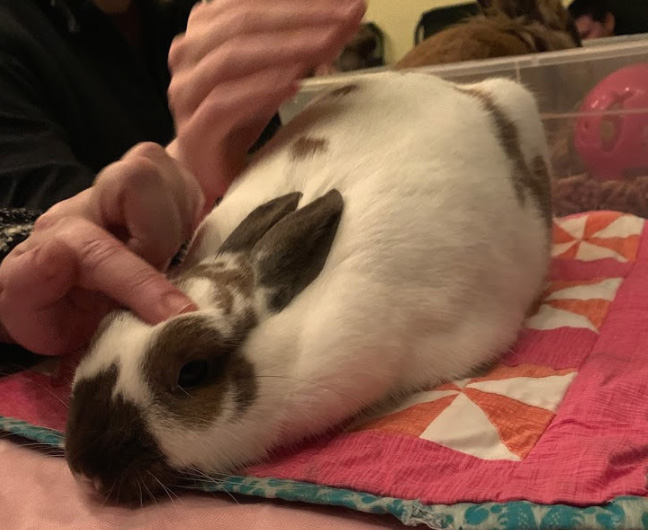 You Can Snuggle Adorable Bunnies To Your Heart’s Content At This Portland Charity