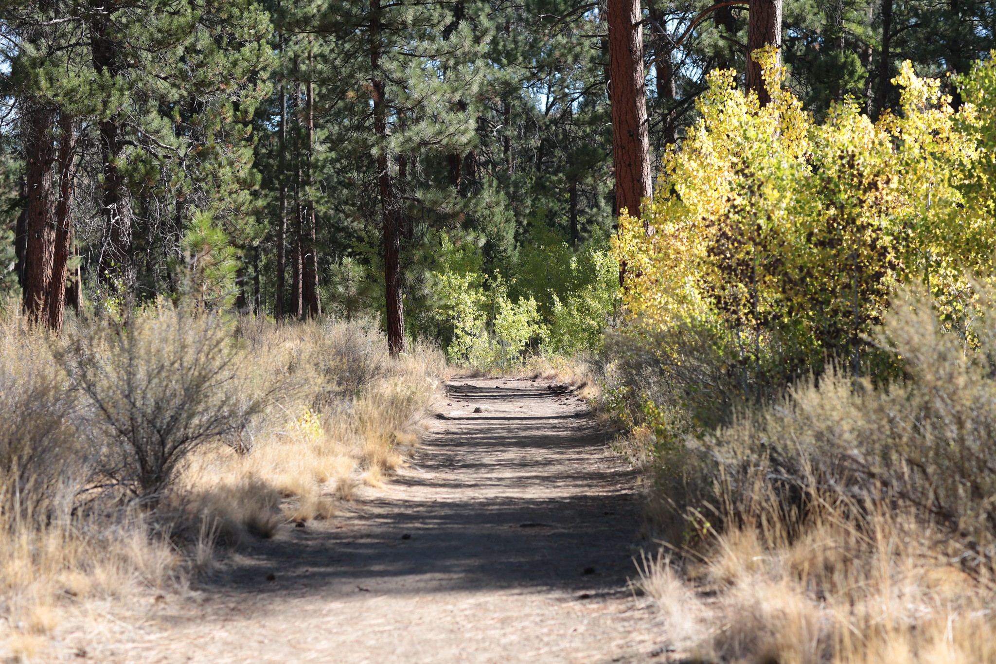 Shevlin Park Is The Perfect Spot In Bend To Relax And Soak Up Nature