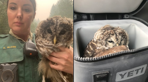Oregon Officer Saves Injured Owl, Transports To Wildlife Center