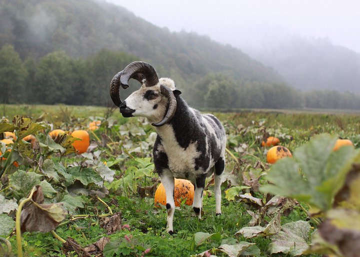 Oregon’s Top Pumpkin Patches of 2023: Corn Mazes, and Beyond