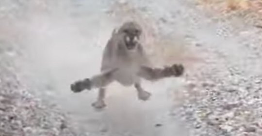 Hiker Encounters Cougar, Terrifying 6-Minute Chase Caught On Video