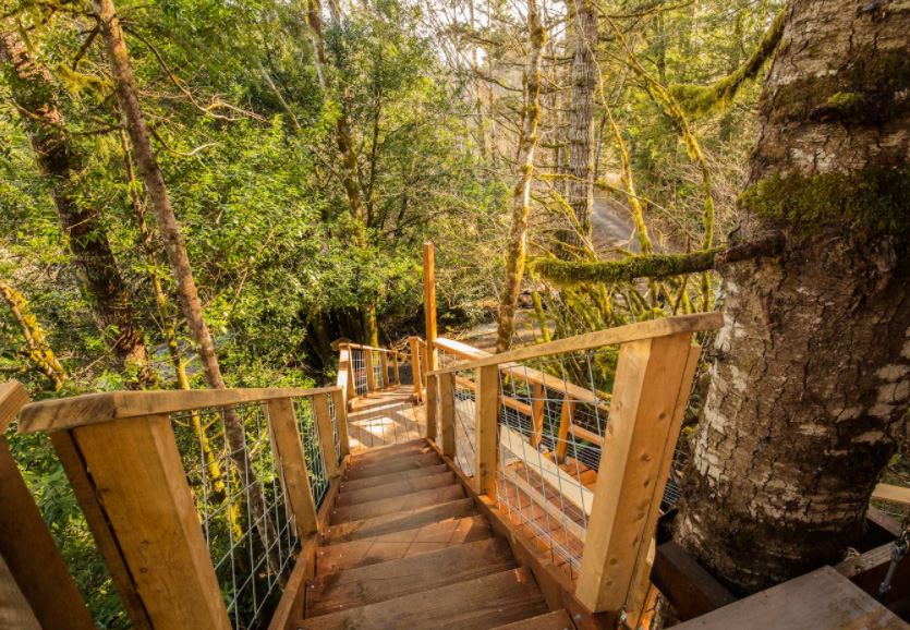 stairs leading out of a treehouse in the forest