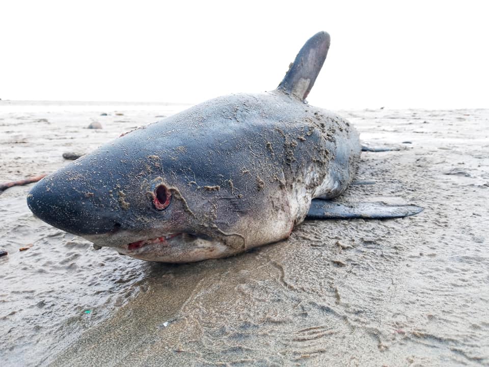 Shark Washes Up On Oregon Coast