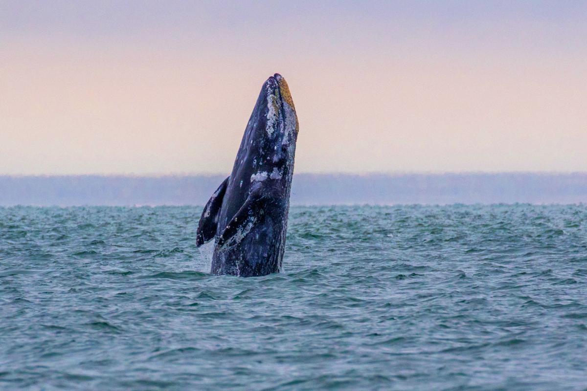 Whale Watching Starts Saturday With 14,500 Gray Whales Migrating Close to Oregon’s Coast