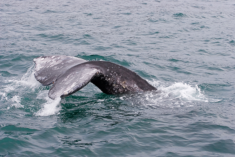 Your Guide to Whale Watching in Oregon