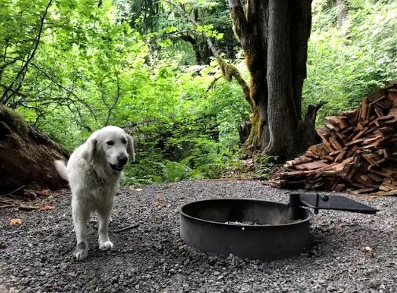 A white dog stands next to the metal outdoor fire pit