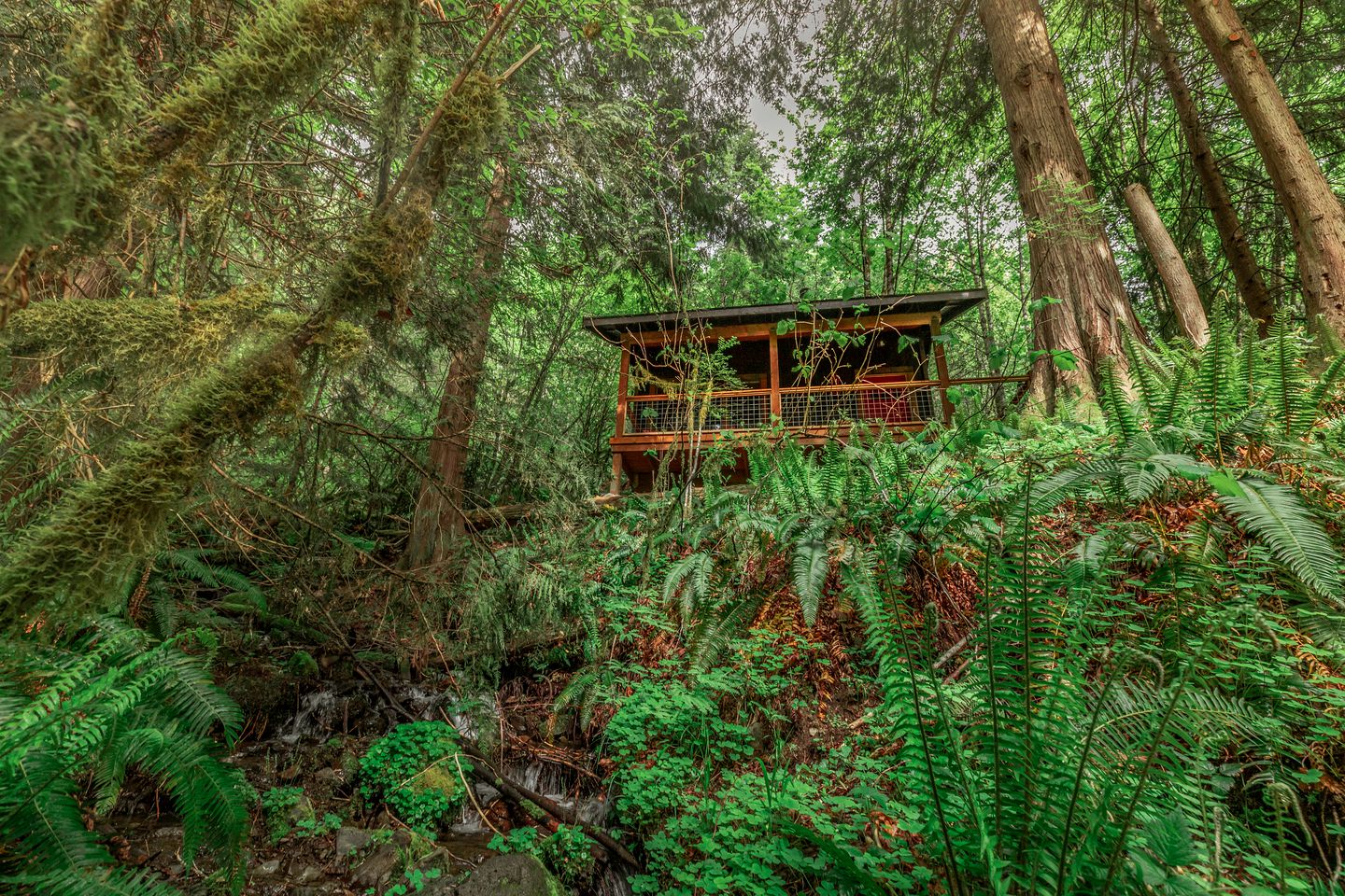 The cabin sitting in a dense forest with ferns
