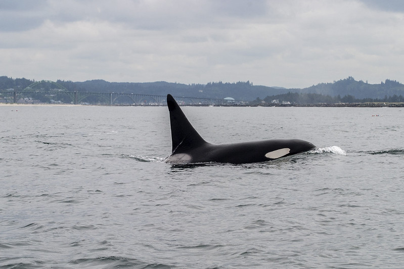2022 Oregon Whale Watching Season Kicks Off With Orcas Near Brookings