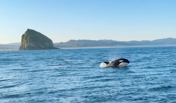 Mass Reports of Orca Sightings on the Oregon Coast in May