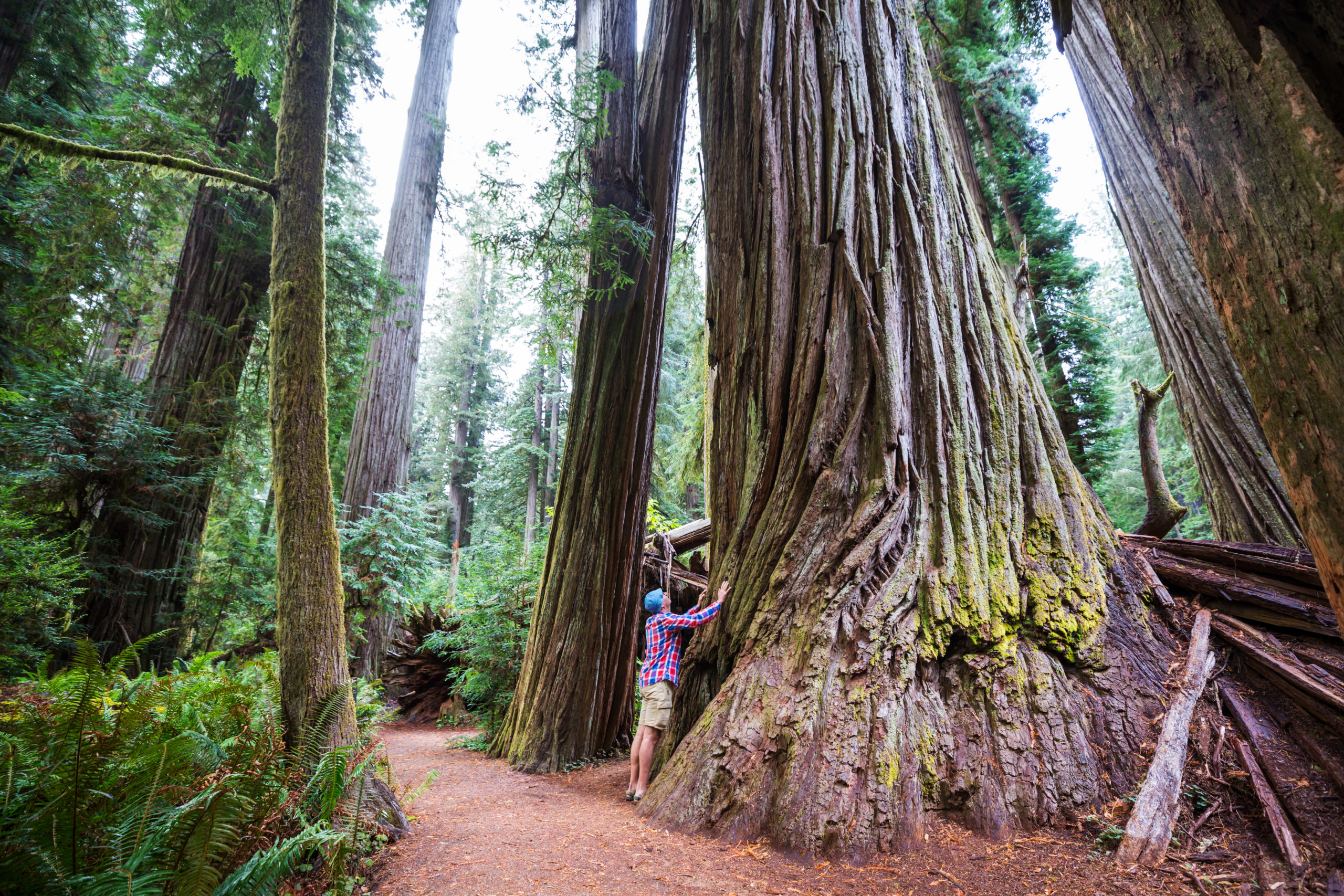 Take A Stroll Through Oregon’s Gorgeous Giant Redwood Trees