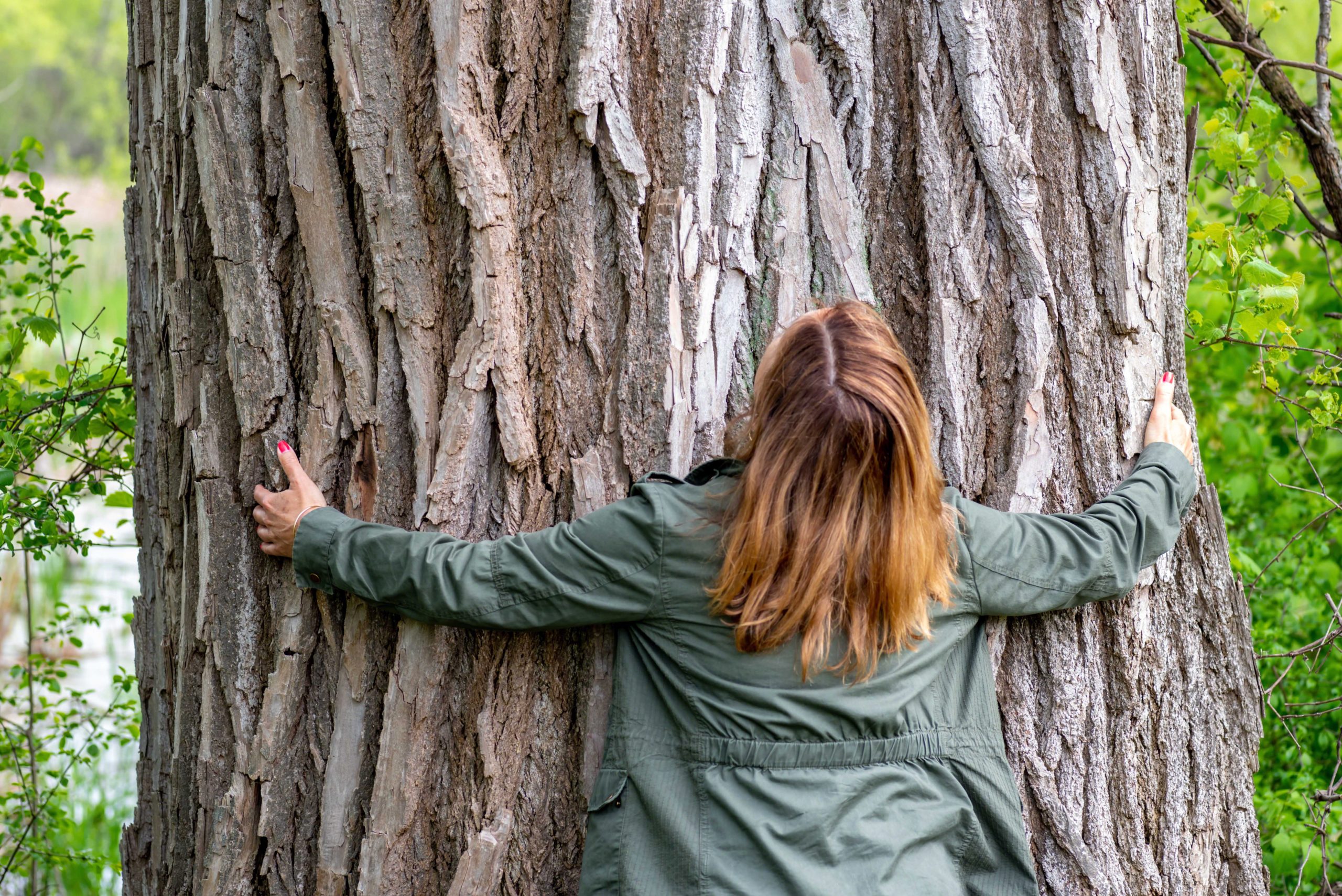 A woman hugs an enormous tree