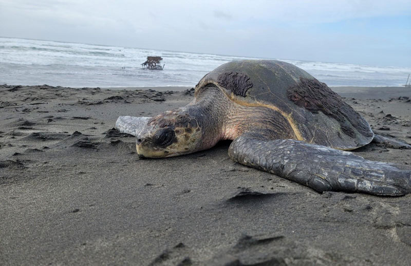 Endangered Sea Turtles Found Washed up and Stranded on the Oregon Coast