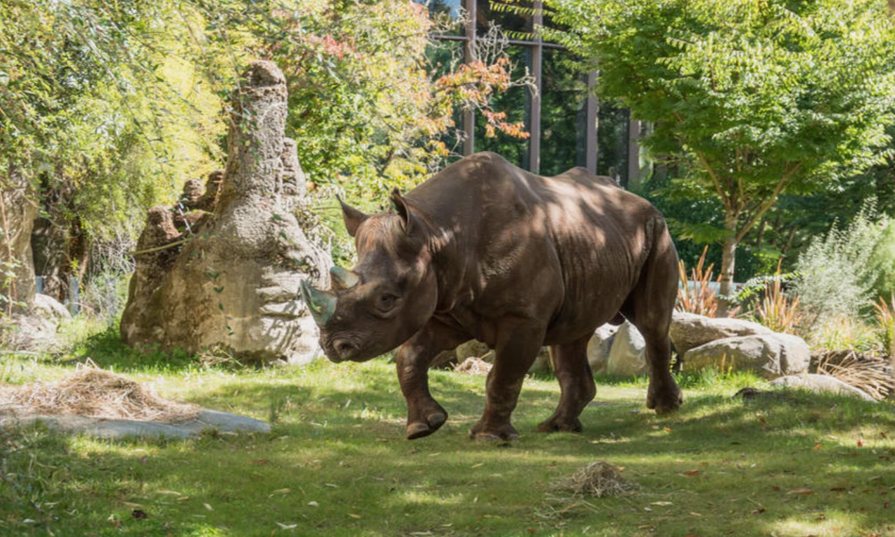 Oregon Zoo Now Home To 3,000-Pound Endangered Rhino