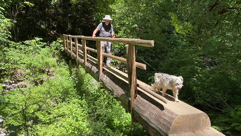 A person walking their dog across a log bridge on the McKenzie River Trail. 