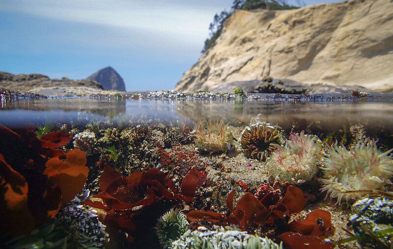 The Best Tide Pools on The Oregon Coast & Where to Find Them