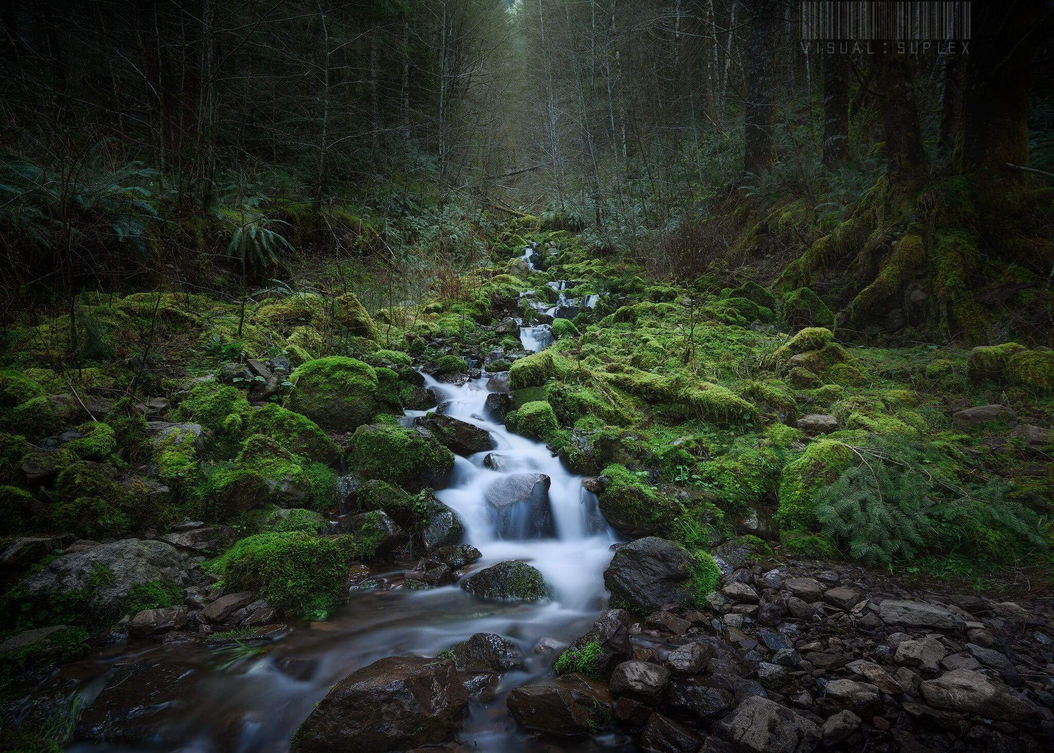 Guide To Exploring The Gorgeous Elk Creek Trail In Tillamook State Forest
