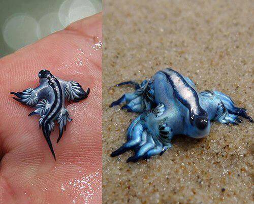 nudibranch