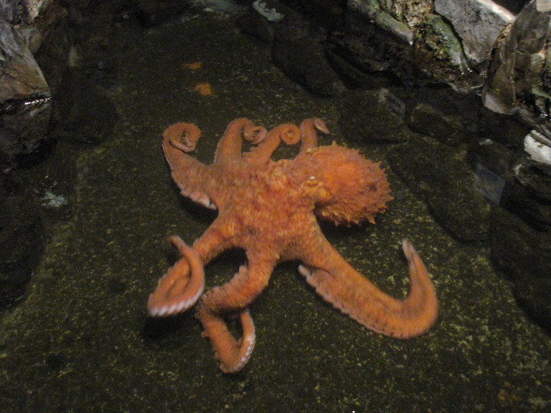 This image has an empty alt attribute; its file name is Octopus-at-the-Seaside-Aquarium.-Photo-by-OCVA-via-Flickr-CC2..jpg