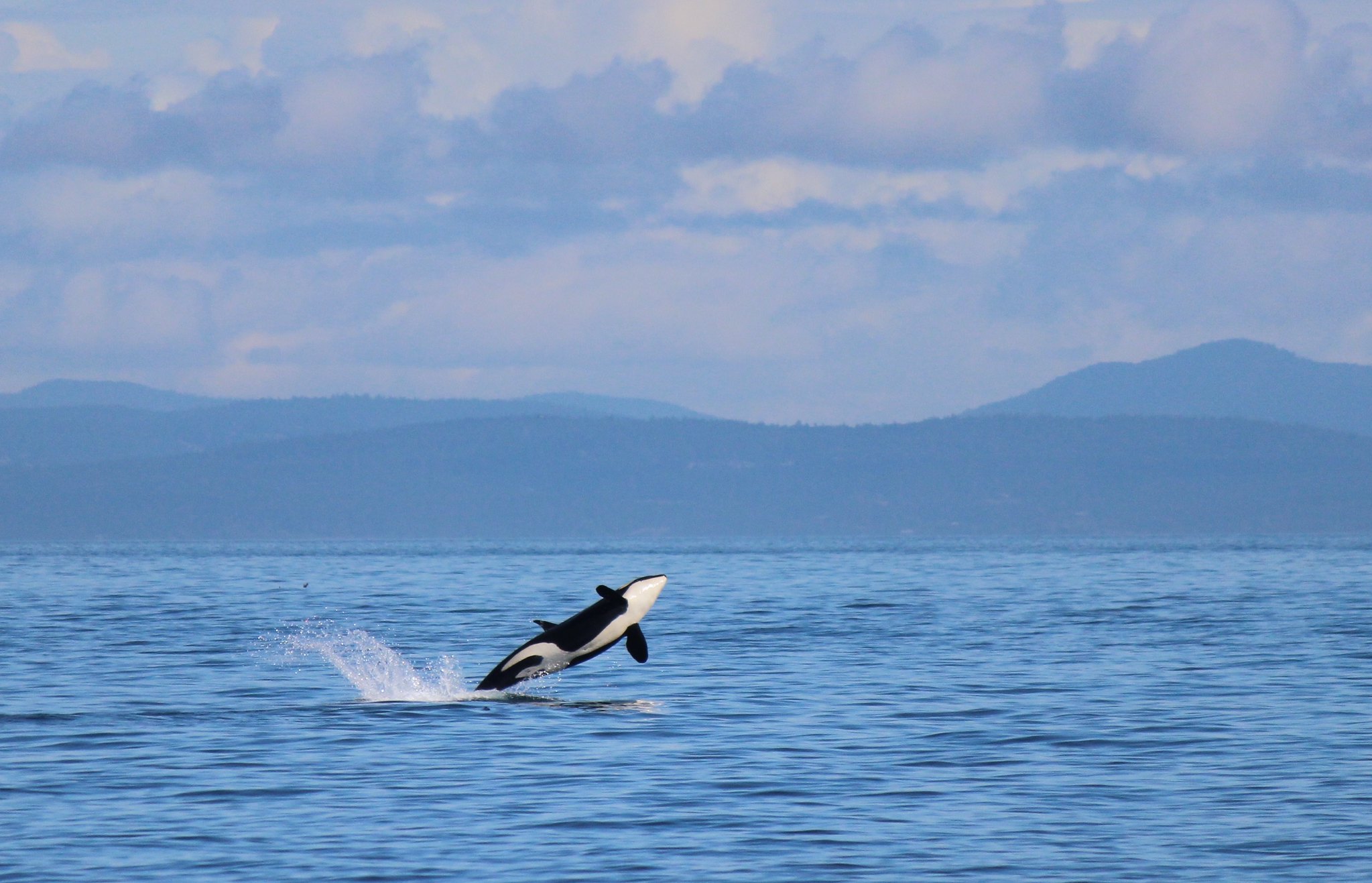 Orca Sightings on the Southern Coast — One More Sign of a Busy Season