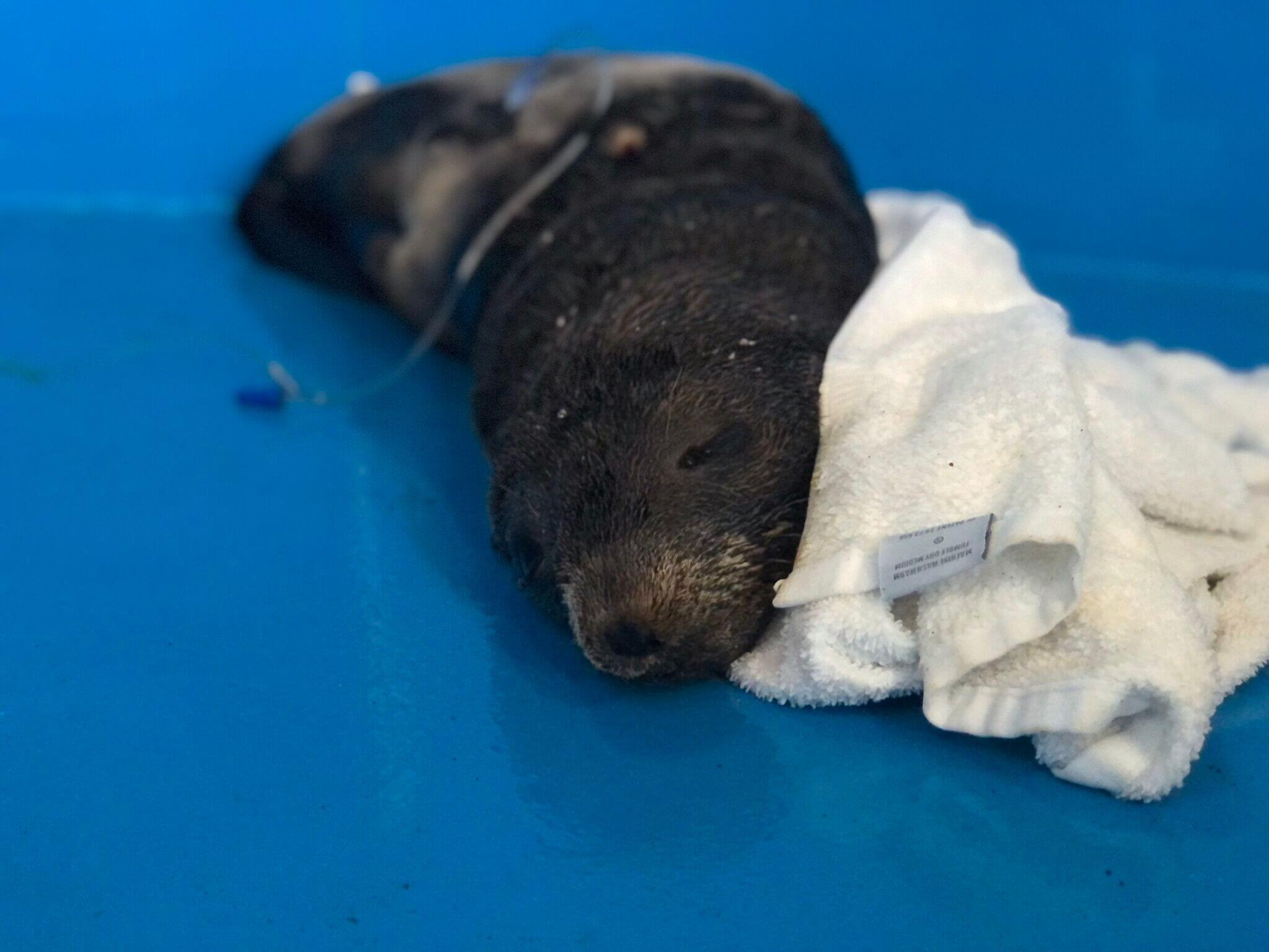 Guadalupe Fur Seal Recovering After Being Found Wrapped in Marine Debris
