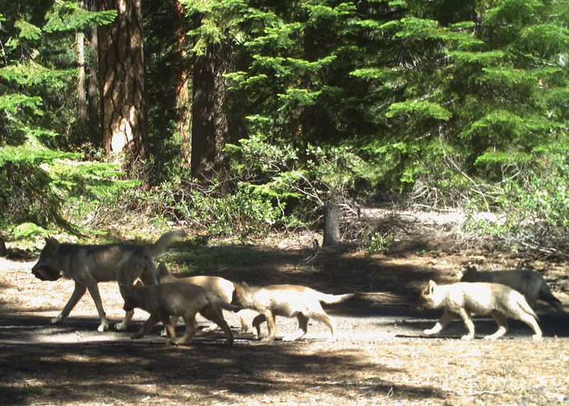 Family Of Wolves Spotted Near Deschutes And Klamath County Line – Oregon