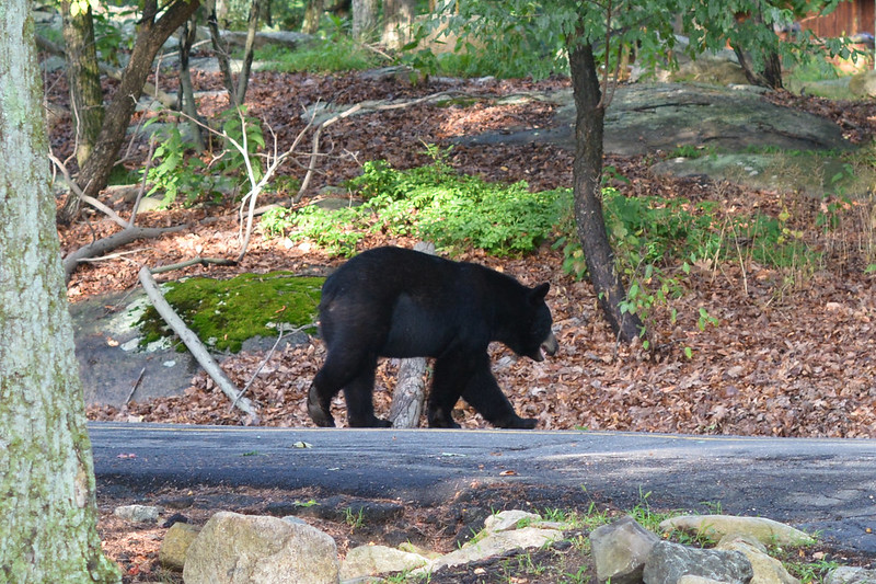 Black Bear Involved in Medford Backyard Attack Identified and Killed