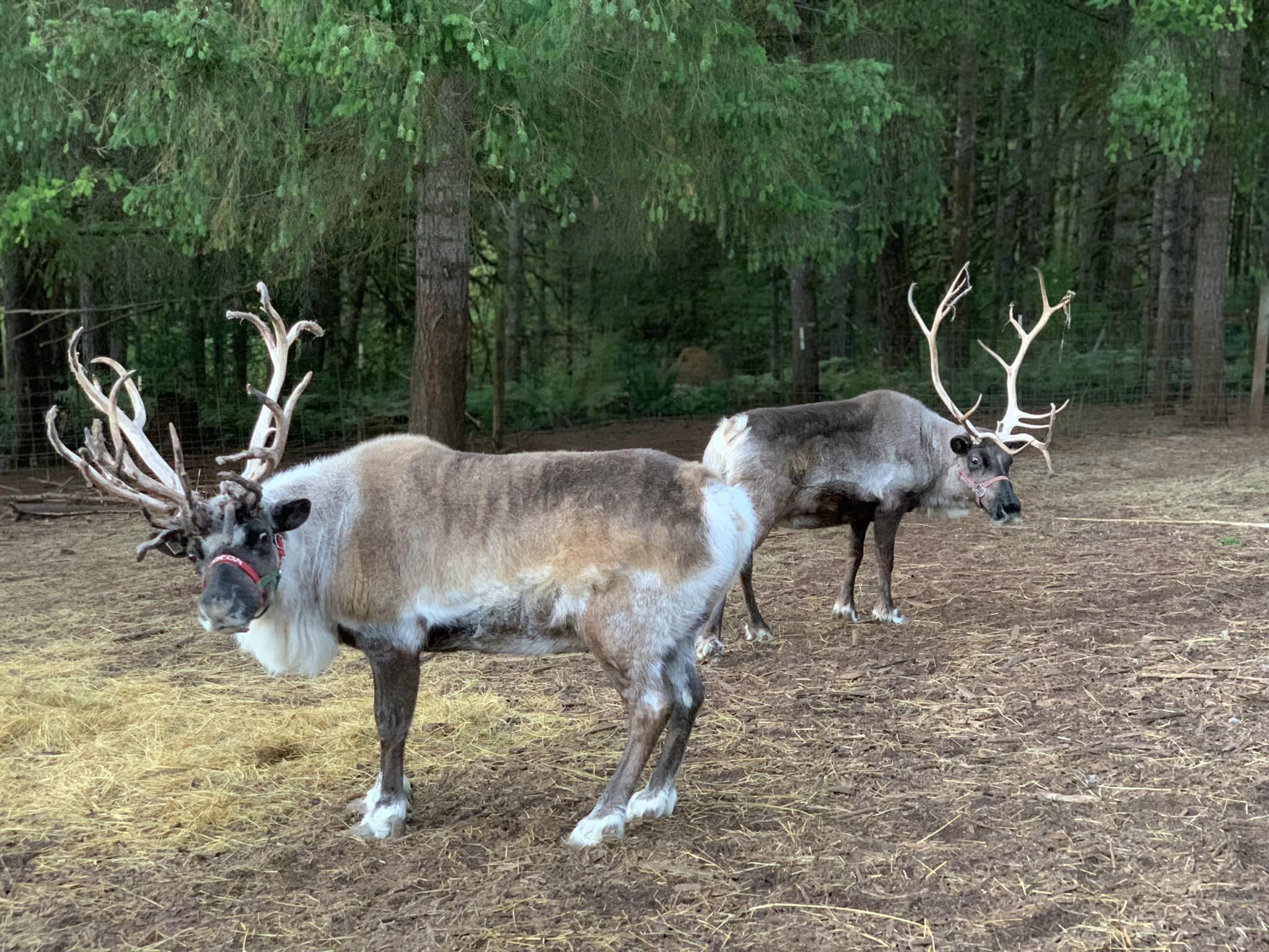 All The Places You Can Visit With Real Reindeer This December In Oregon