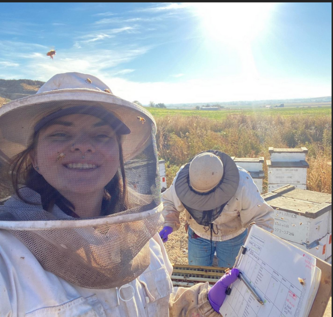 Two people studying bees on a sunny day in a field.