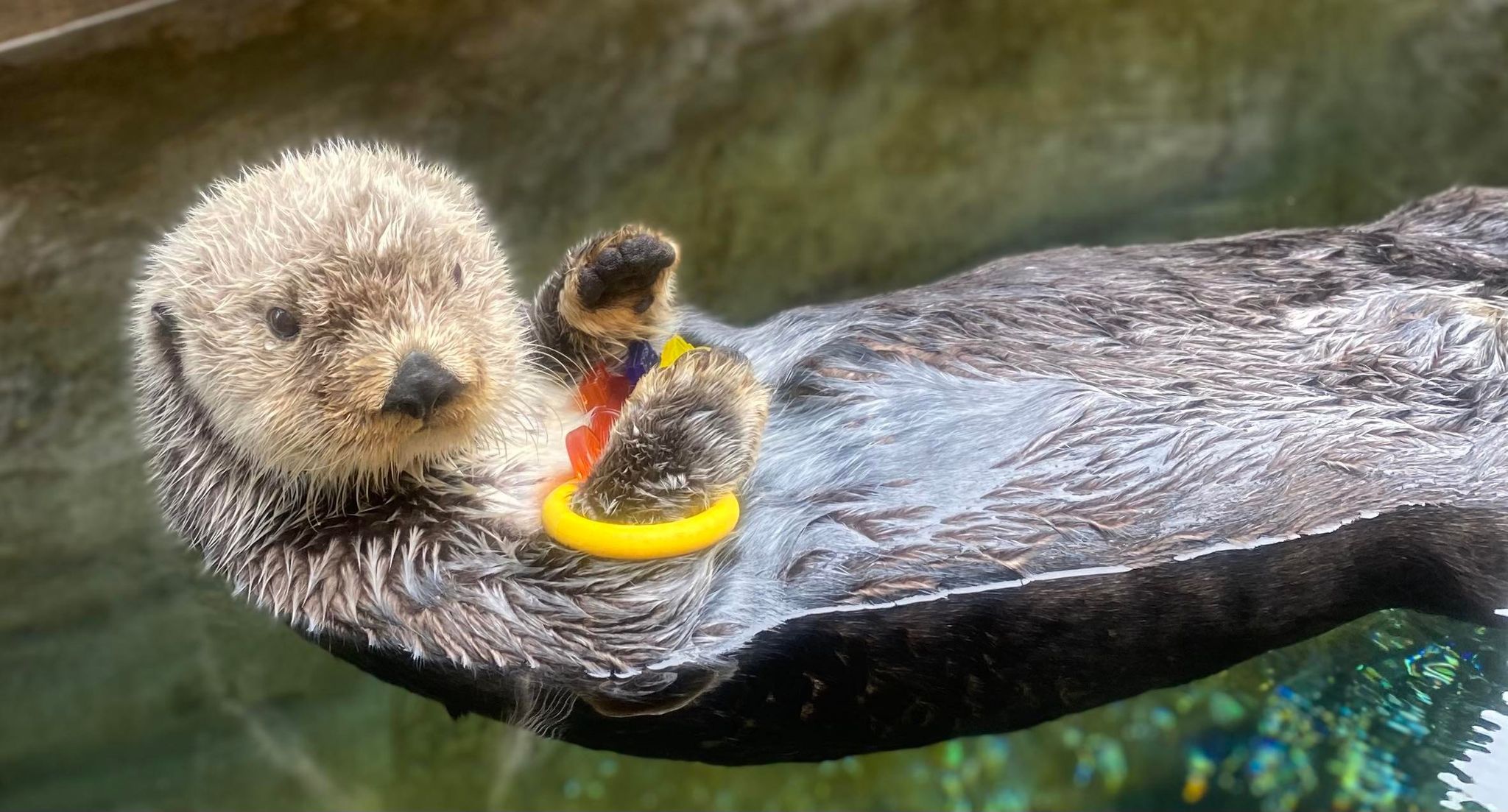 Nuka the Northern Sea Otter Has Died at the Oregon Coast Aquarium