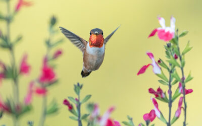 Hummingbirds Are Flocking to Oregon for Their Annual Spring Migration