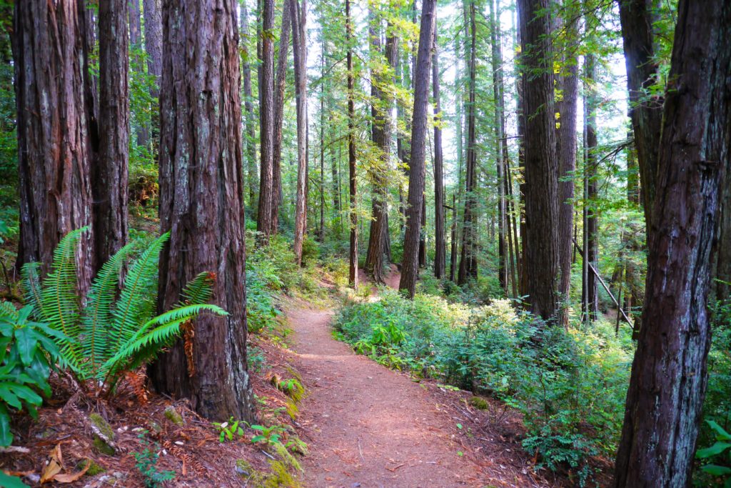 oregon redwoods trail