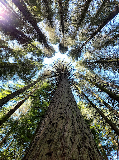 hoyt arboretum