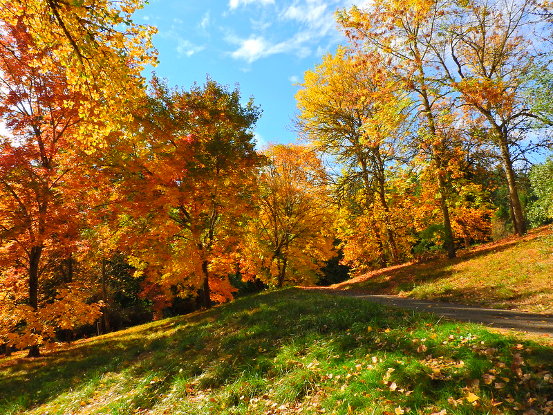 deciduous trees, hoyt arboretum